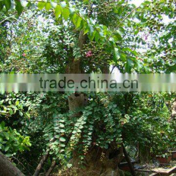 Lagerstroemia Indica L. photo-5