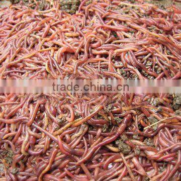 bloodworm fish food