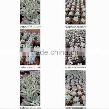 Potted or Unrooted Indoor Plants Succulents Bonsai photo-3