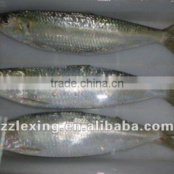 Frozen Sardine for Canned photo-2