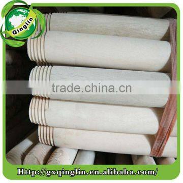 Eucalyptus Broomstick photo-6