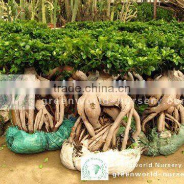 Ficus microcarpa big gingsend