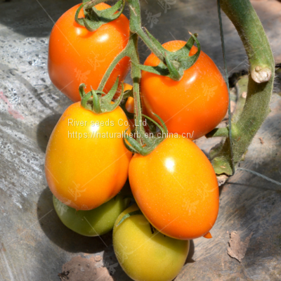 500pcs f1 Sungold Tomato Seeds Yellow Hybrid Tomato Seeds Vegetable for Sale photo-2