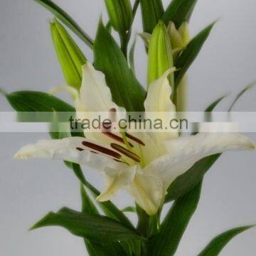 Low price Siberia delivering cut flowers white color lily