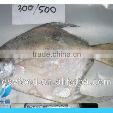 Frozen fresh pomfret fish in white color