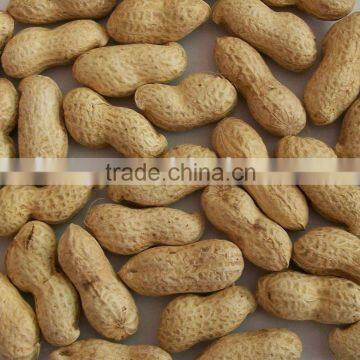 Chinese Raw Peanut Inshell