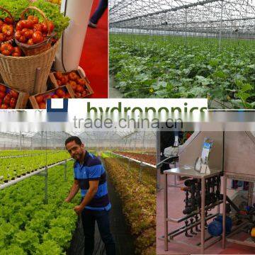 Multispan Commercial Greenhouses with Hydroponic Growing Systems