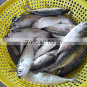 INDIAN MACKEREL AA GRADE