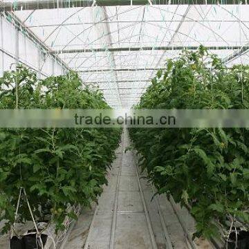 Red Color Fresh Tomato From Turkey photo-3