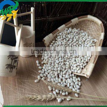 Chinese White Kidney Beans (japanese type)