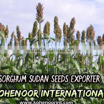 Sorghum Sudan Grass