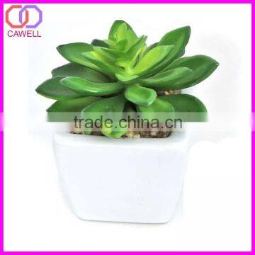 mini succulent plant pot