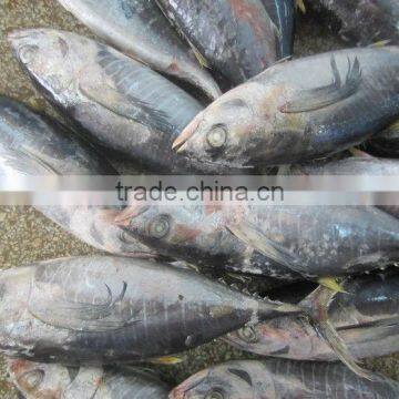 Frozen Yellow Fin Tuna Fish