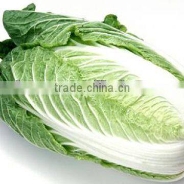 cabbage