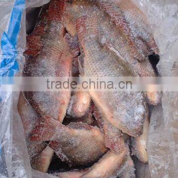 black tilapia fish farming