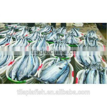 Newly catch sea Spanish mackerel on sale