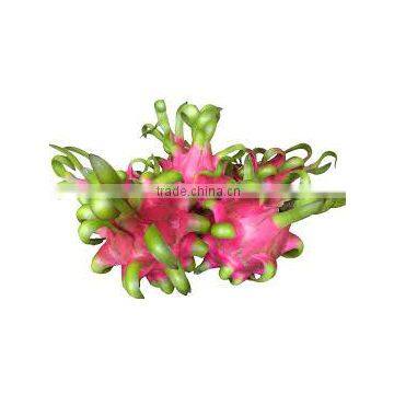 Dragon Fruit photo-4