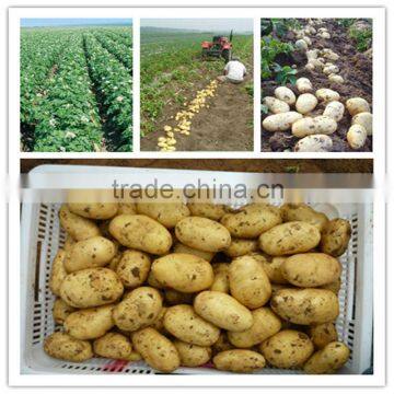 Potato/fresh Potato/holland Potato/the Lowest Potato Price