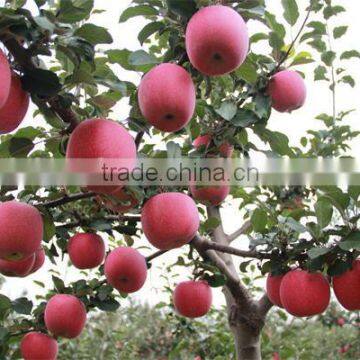 88# Fresh Fuji Apple photo-5