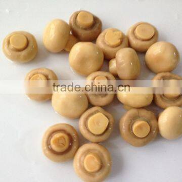 Best Quality Canned Mushroom Whole photo-4