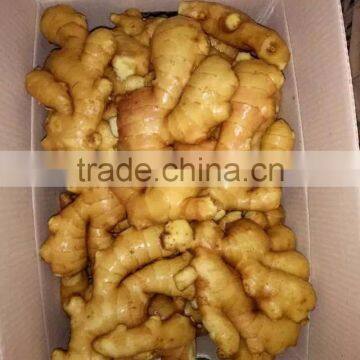 ginger importer