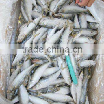 good price frozen sardine fish