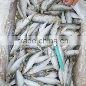 Organic Foods of Sardine