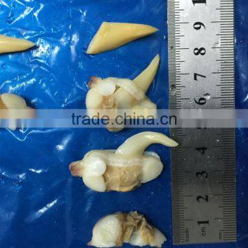 Frozen Yellow Clam Meat photo-5
