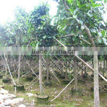 ficus altissima Diameter 10cm potted