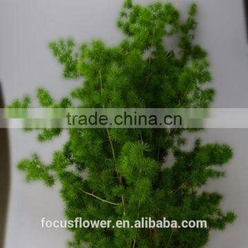 Fresh Cut Asparagus Myrioeladus Leaves With High Quality