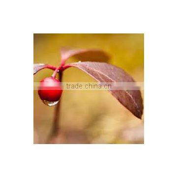 Winter Green Oil photo-3