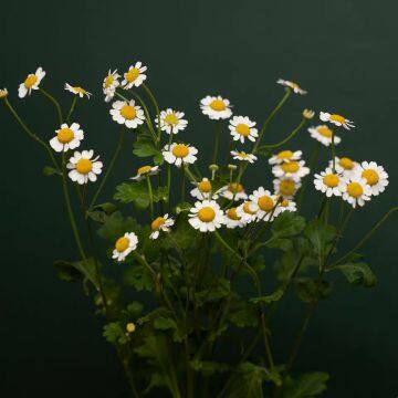 Chamomile chrysanthemum hydroponics flower photographer to help farmers yunnan base straight hair