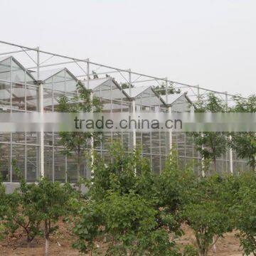 Glass Greenhouse/Agricultural Greenhouse