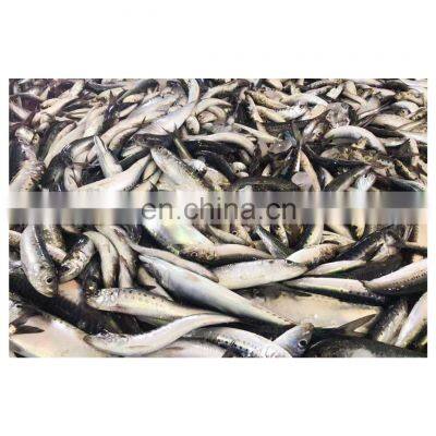 Good quality frozen sardine fish pilchard for canning