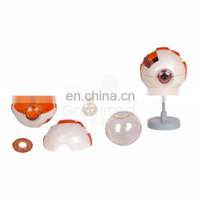 Medical science 6 parts plastic eye anatomical model 3d anatomy human eye model