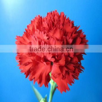 Fresh cut flowers long stem single head red carnation from Yunnan China