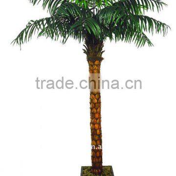 fan palm tree