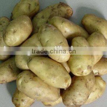 Price of Fresh Potato From Shandong Farmland