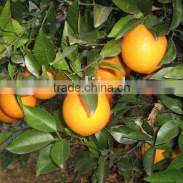 Navel Orange