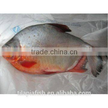 Fresh frozen black pomfret fish for sale