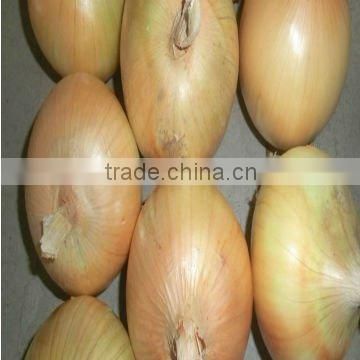 sell yellow Onion in china