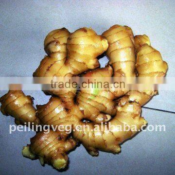 fresh Ginger(farmland)