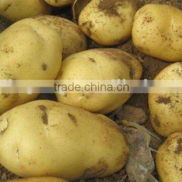 Yellow Sweet fresh holland Potato