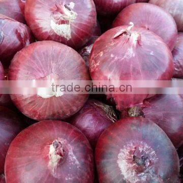 Fresh Red Onion Best Competative Price