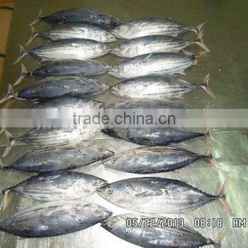 Skipjack Tuna photo-4