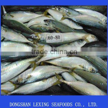 frozen pacific mackerel fish good quality