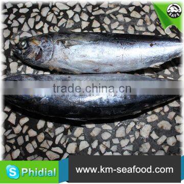 Carton or Woven Bag Packed Without Faure Marin Auxis Thazard wr photo-6