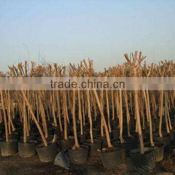 Lagerstroemia Indica 1.4-1.5m Trunk High Landscaping Tree photo-2