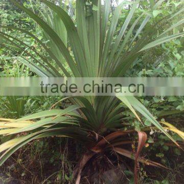 Pandanus Utilis, Screw Pine, Screw-Pine photo-3