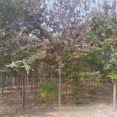 Red Beech Tree photo-5